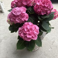 Hydrangea