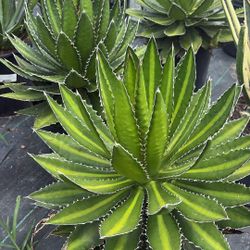 Lophantha Agave – 3 Gallon Specimen | Architectural Desert Accent – $45 