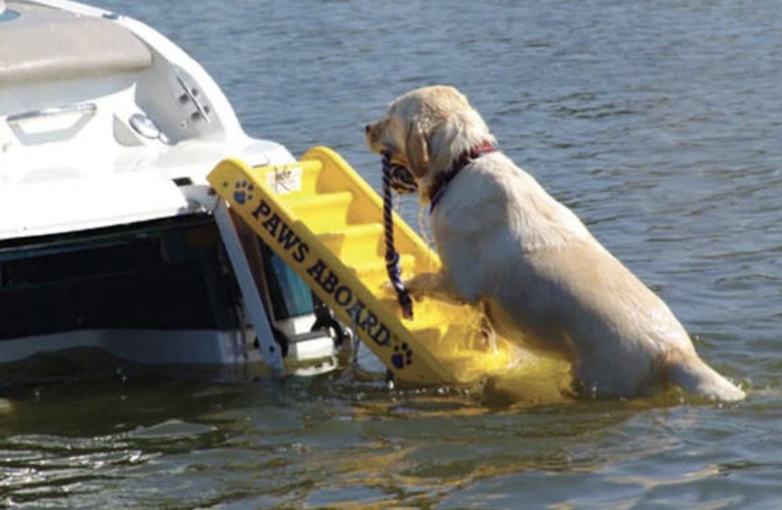 Boat Dog Ladder / Swim ladder