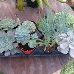 Succulent plants $8🪴🪴🪴