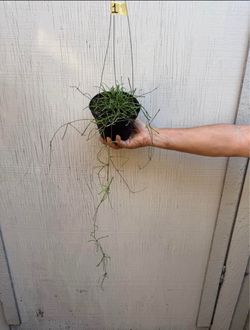 6” Hoya Retusa
