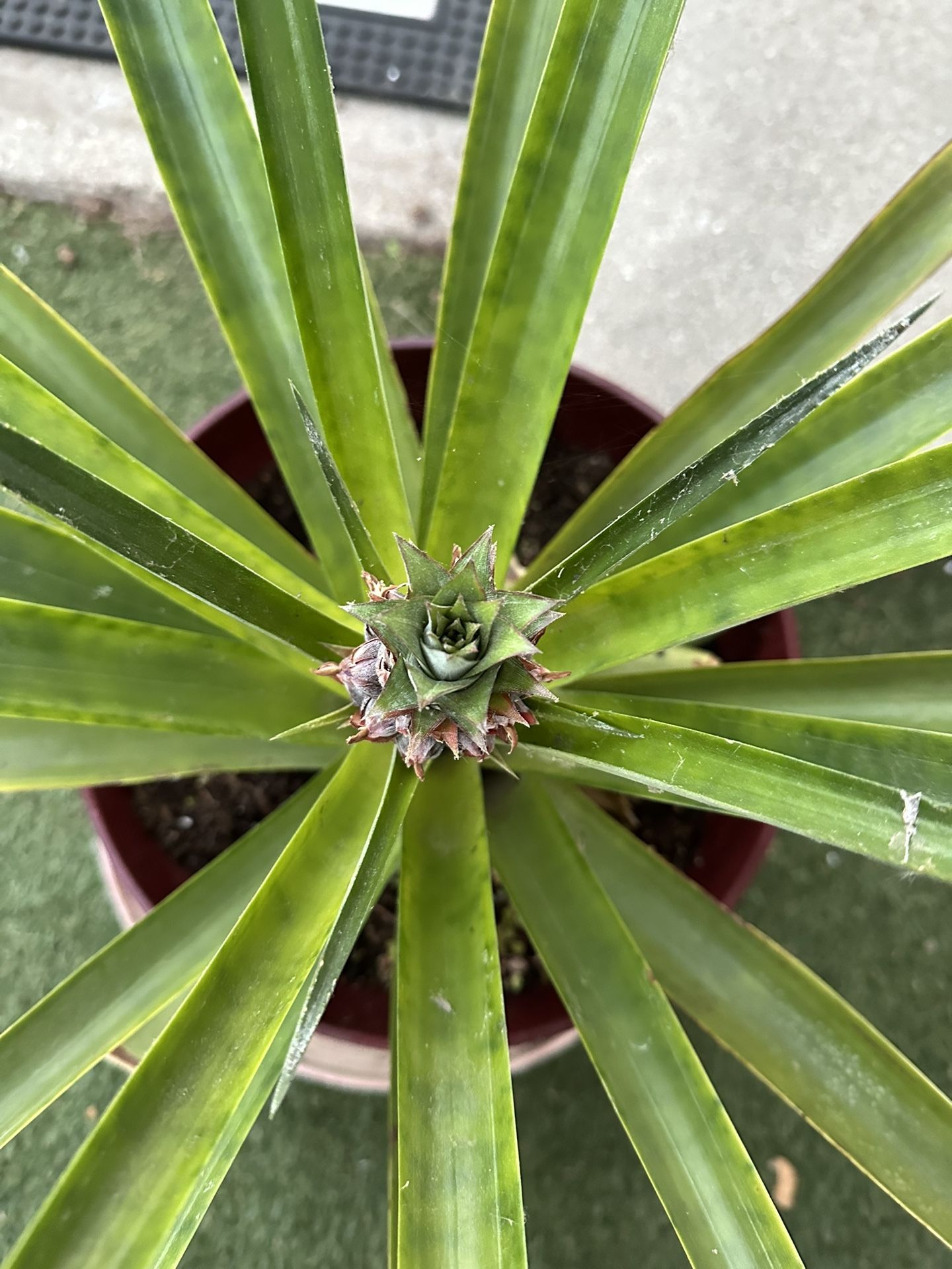 Pineapple Plant