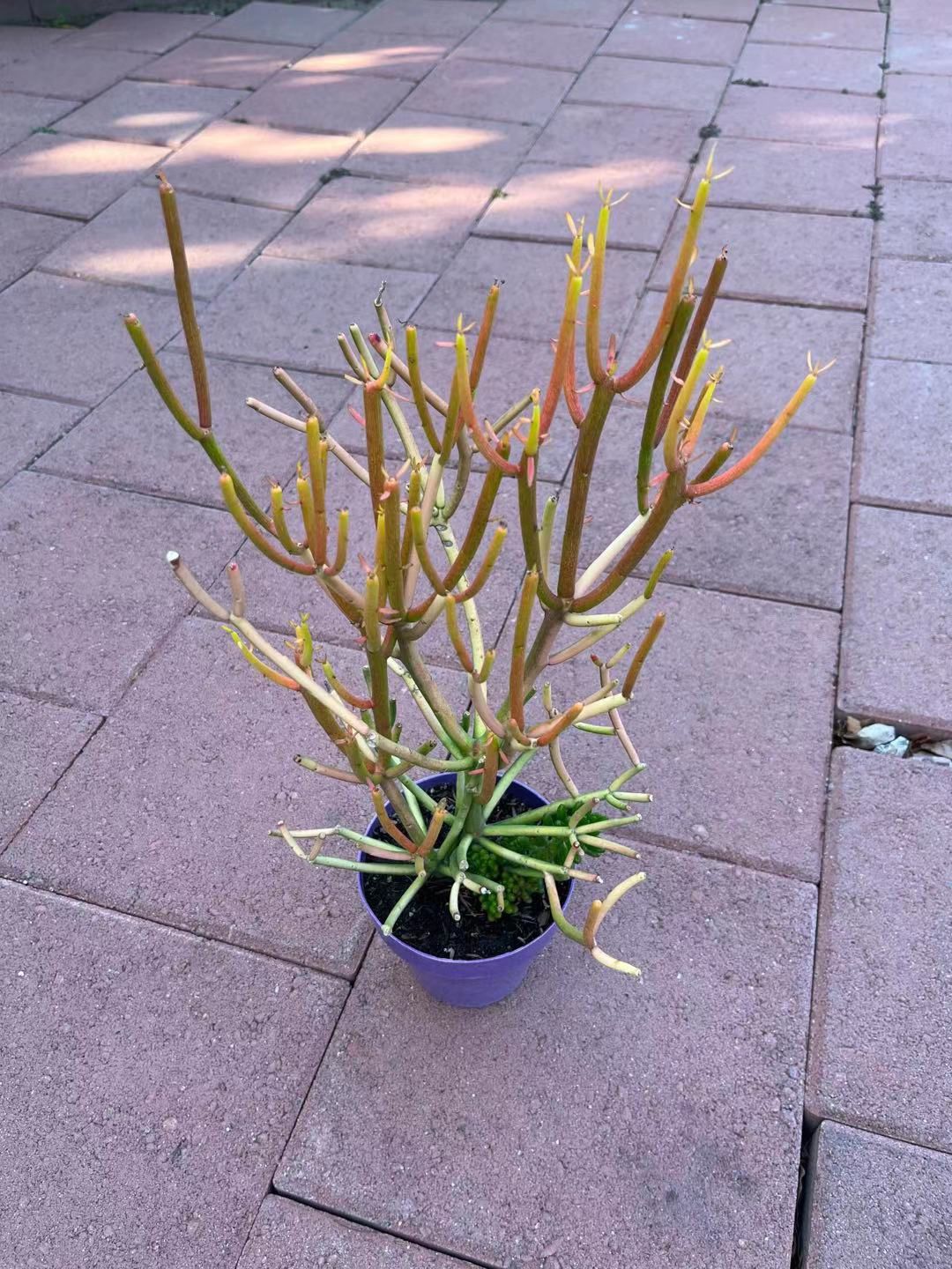 Beautiful Tall Fire Stick Succulent Plant Flower In Pot Home Patio Yard Garden Lawn 