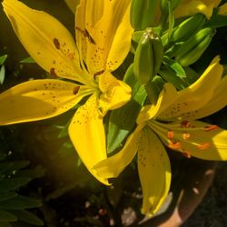 Lily Yellow Flower