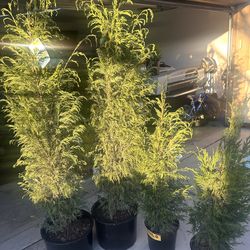 LEYLAND CYPRESS TREE