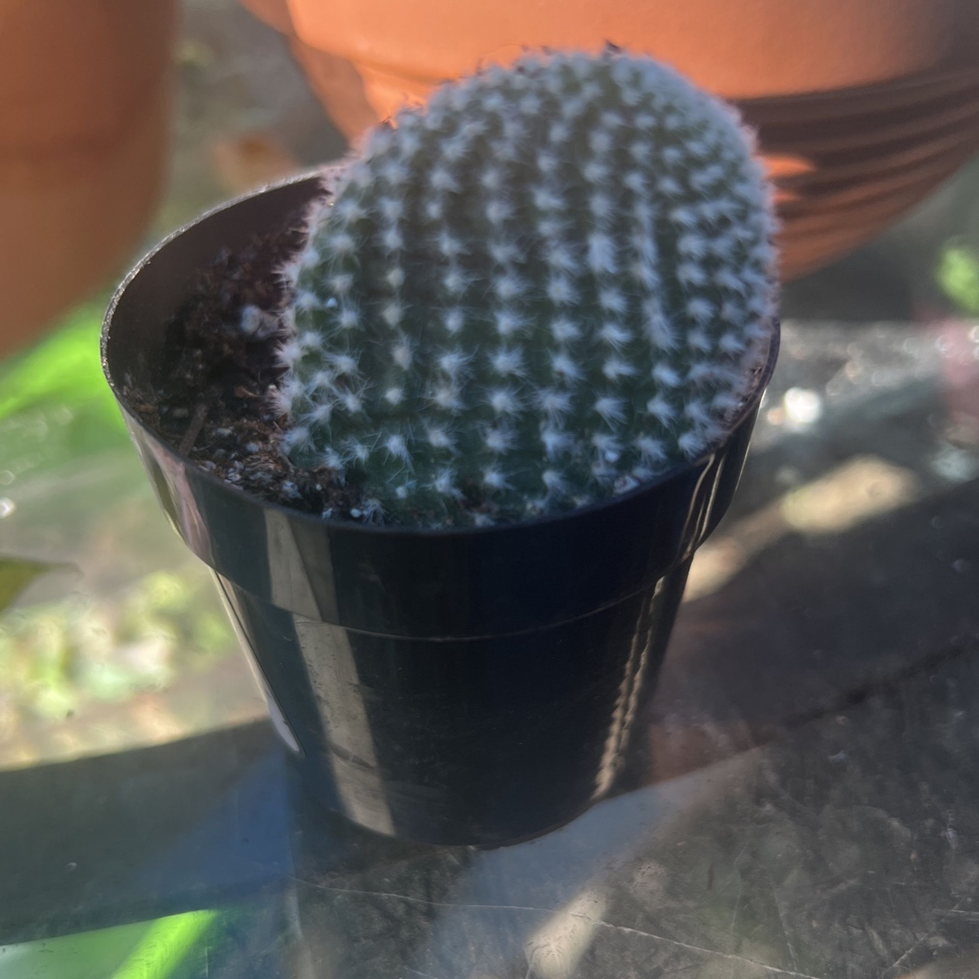 Bunny Ears Polka Dot Cactus Opuntia Microdasys Albata- Angel Wings Succulent