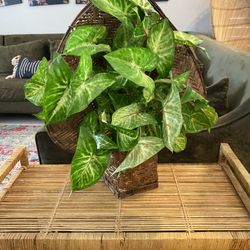 Wicker Plant 