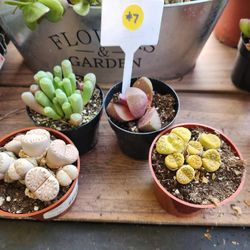 SUNDAY PLANT AND SUCCULENT SALE..SUNDAY..FROM 1PM TO 5PM