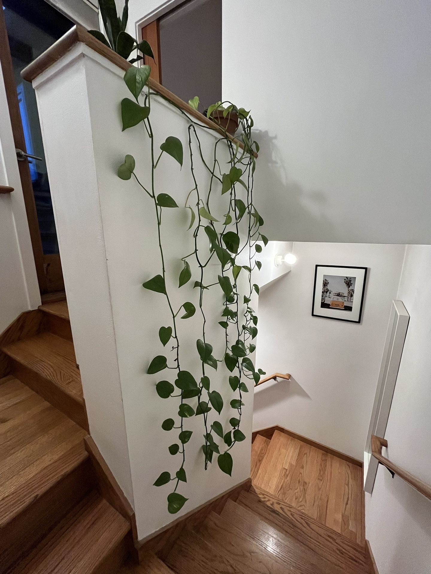 6ft Long Vine Pothos Live
