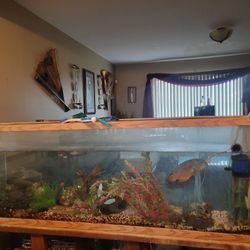 100 Gallon Fish Tank