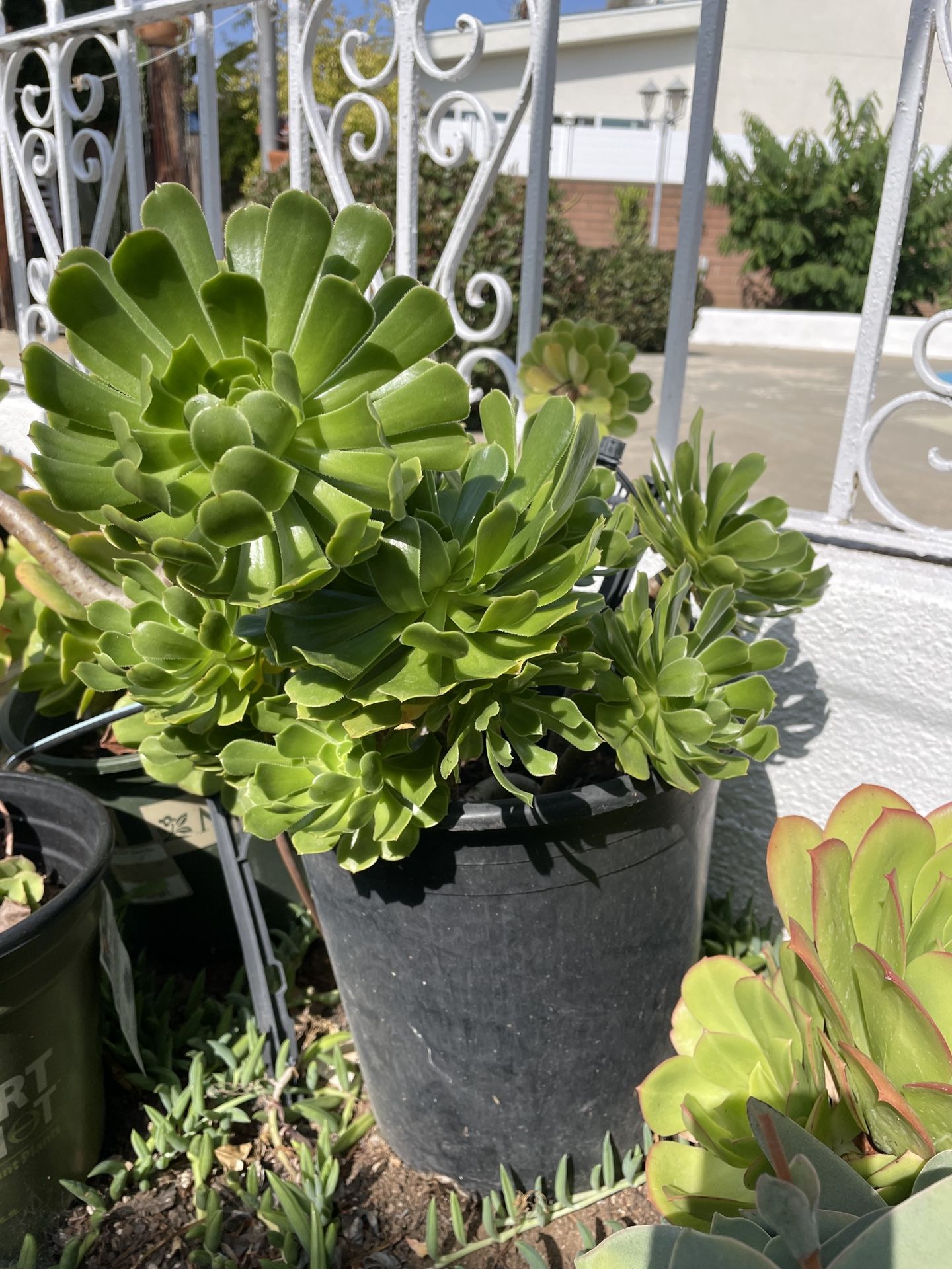 1 Gallon Aeonium Tree Succulent
