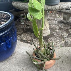 planta de cactus 2 en uno