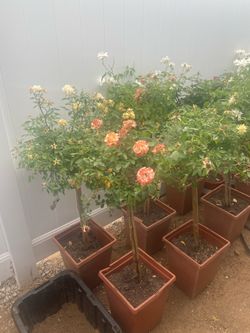 Variety of rose bush plants.