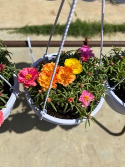 Rose moss hanging pots flowering 7$ each