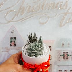 Succulent Arrangement 