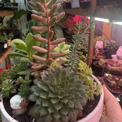 Succulent Garden In Pretty Ceramic Pot