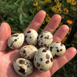 Organic Quail Eggs