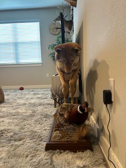 Full body coyote