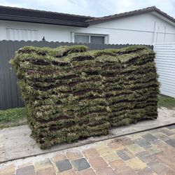 Palmetto Sod 