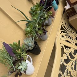 Succulent Plants $5 And $6 