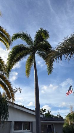 Palm tree for sale