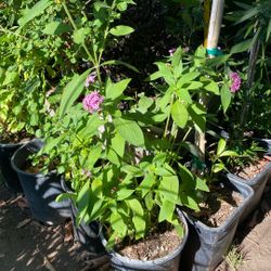 Estrellas Planta 