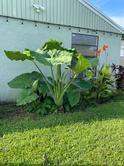 5 Bare Root “Giant Taro” Colocasia Elephant Ear Plants