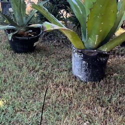 Agave Plants