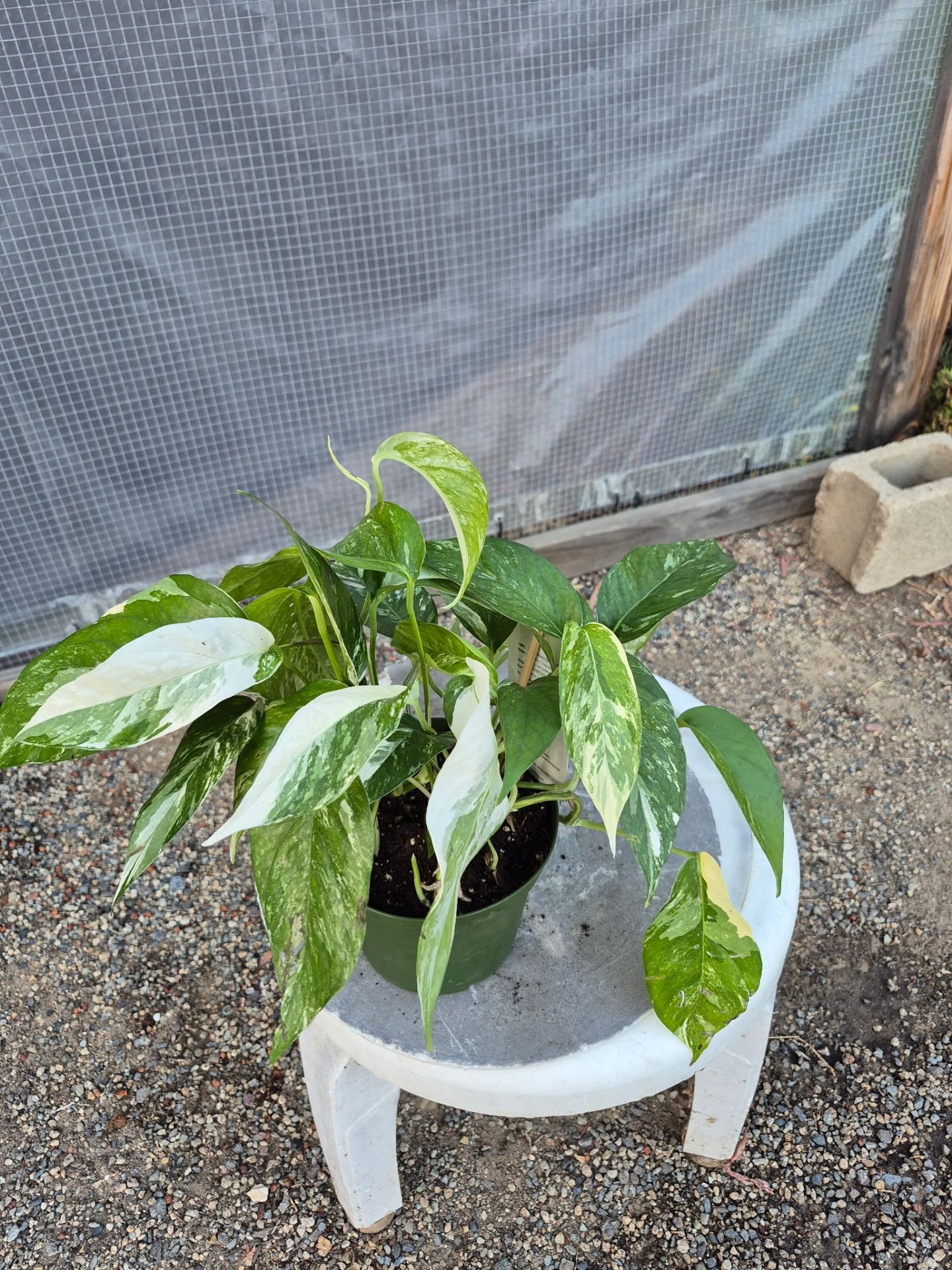 Albo Pothos Plant 6" pot