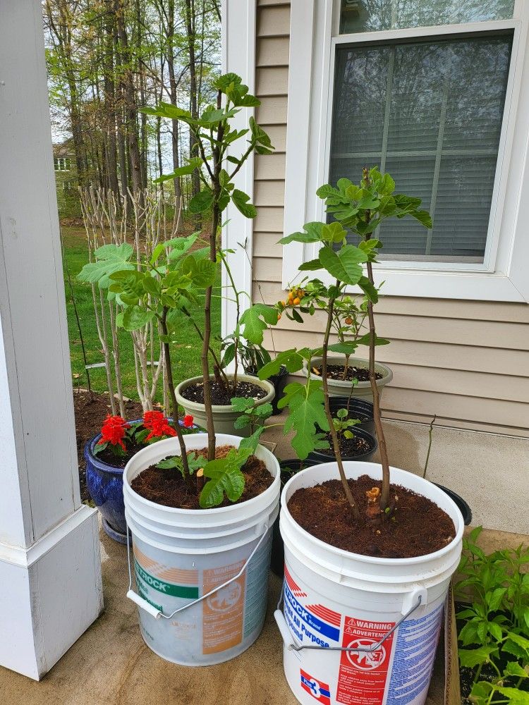 Healthy Fig Tree