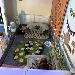 Guinea Pig Cage