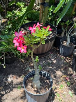 Rose of the dessert SEED
