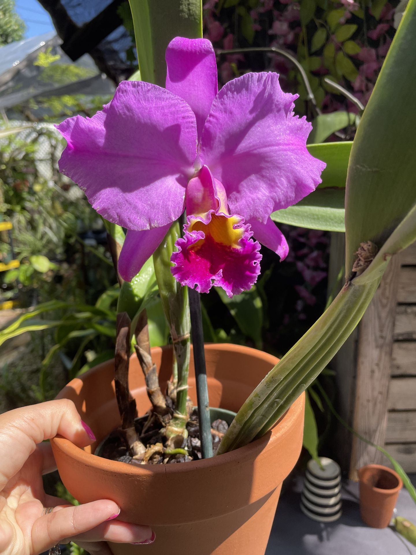Cattleya Orchid