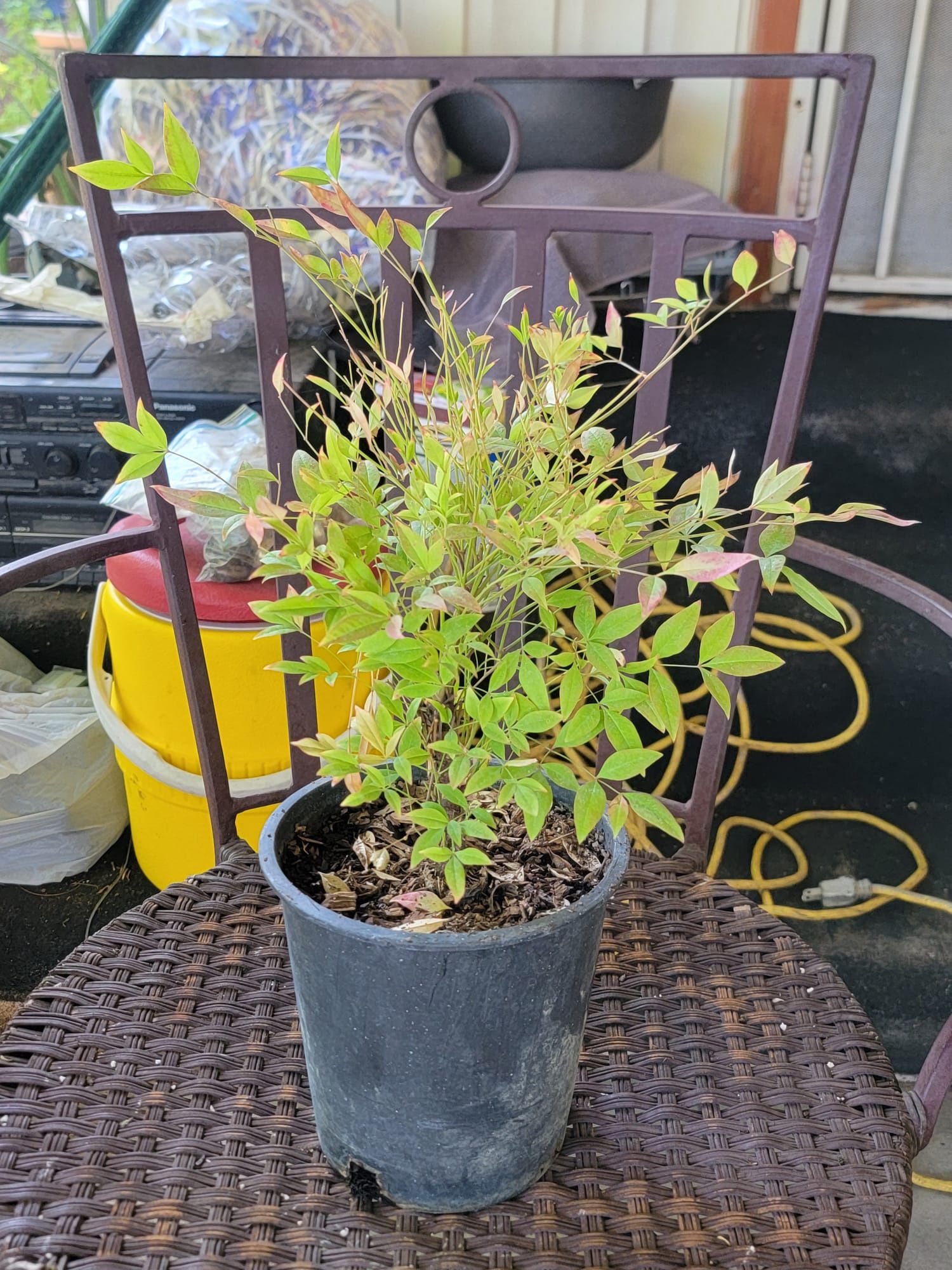 Nandina Heavenly Bamboo Plant