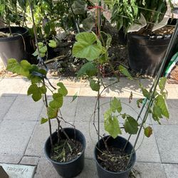 Unknown Grape Vine $30 For Two 