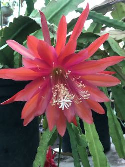 Orchid Cactus  Peach 