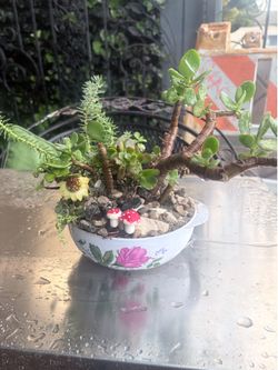 Small jade arrangements( bonsai style)
