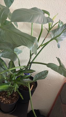 Large Philodendron Live Indoor Plant