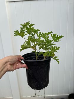 Citronella Plants for sale