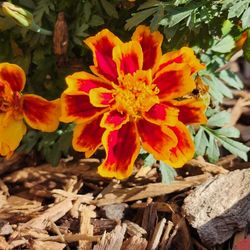 Mexican Marigold Seeds (Phoneix Sun)