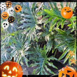 🌟🌿 PHILODENDRON PLANTS 7GL $35