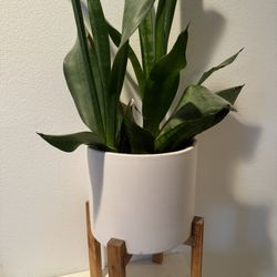 Snake plant With Pot And Base
