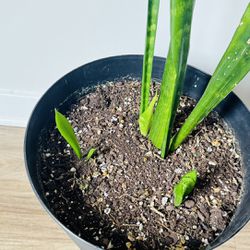 Snake Plant - Indoor Real Plant 