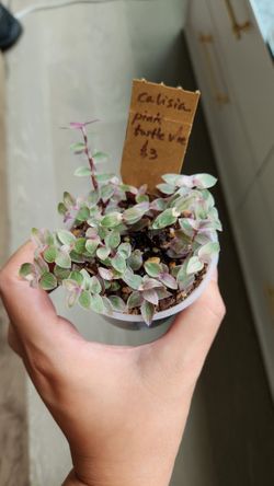 Callisia repens pink turtle vine