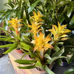 Yellow Bromeliads $8 Each!!