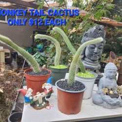 MONKEY TAIL CACTUS $12 SUCCULENTS $4 EACH SALE TODAY IN SAN LORENZO