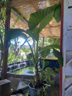 Tall Elephant Ears Plant 