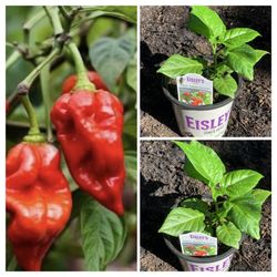Extremely Spicy Trinidad Moruga Scorpion Hot 🌶️ Peppers Chili Pepper Vegetable Veggie