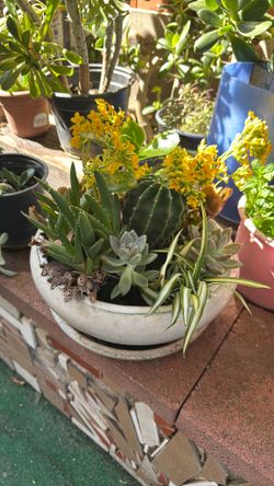 Beautiful Base With different Plant  And Cactus