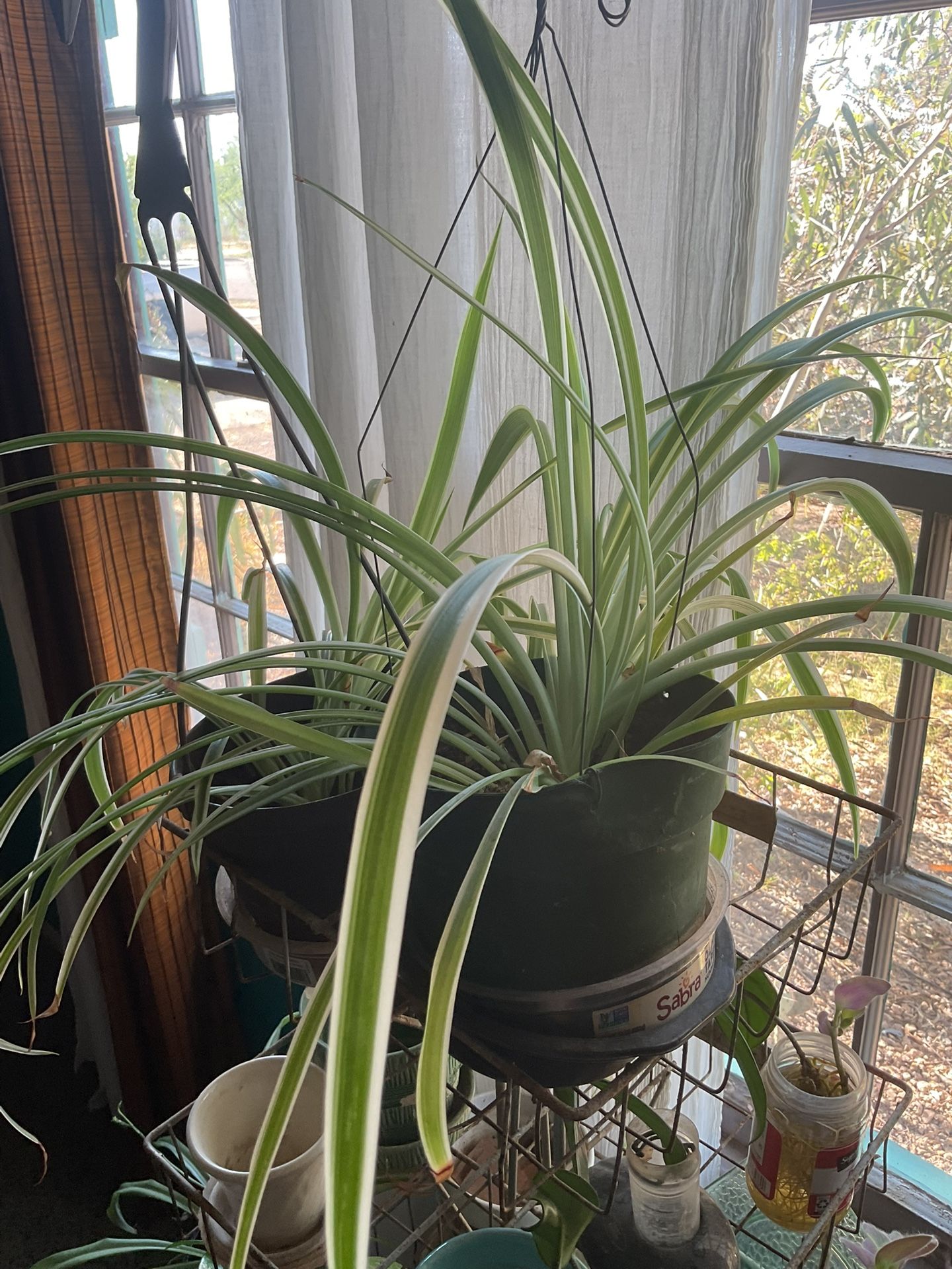 Spider Plants